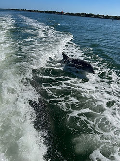 Dolphins